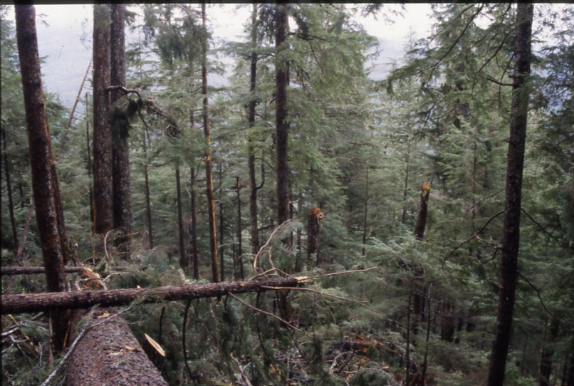 plot tree felled with orange+damage in area two tops knocked out unit 6; portage bay harvest
