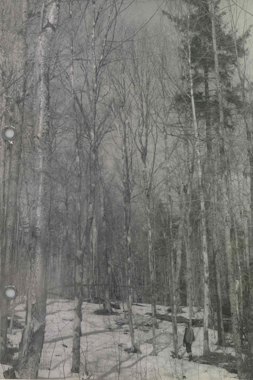 "On some spots beech were nearly all poisoned. We can compare the results with other compartments where varying numbers of beech were left. Hard maple advance reproduction is abundant here. It is about 14 inches high and 7 years old. Most of those about 3 feet high are beech. What will happen to them?"