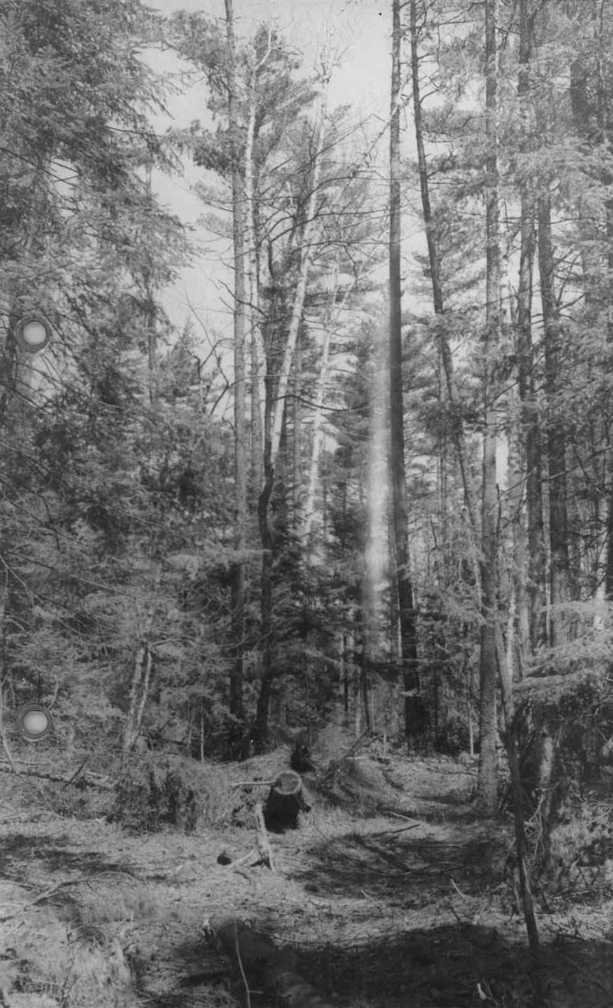 After cutting in 1953, hurricane Hazel one year later caused only minor windfall damage among the residual white pine.