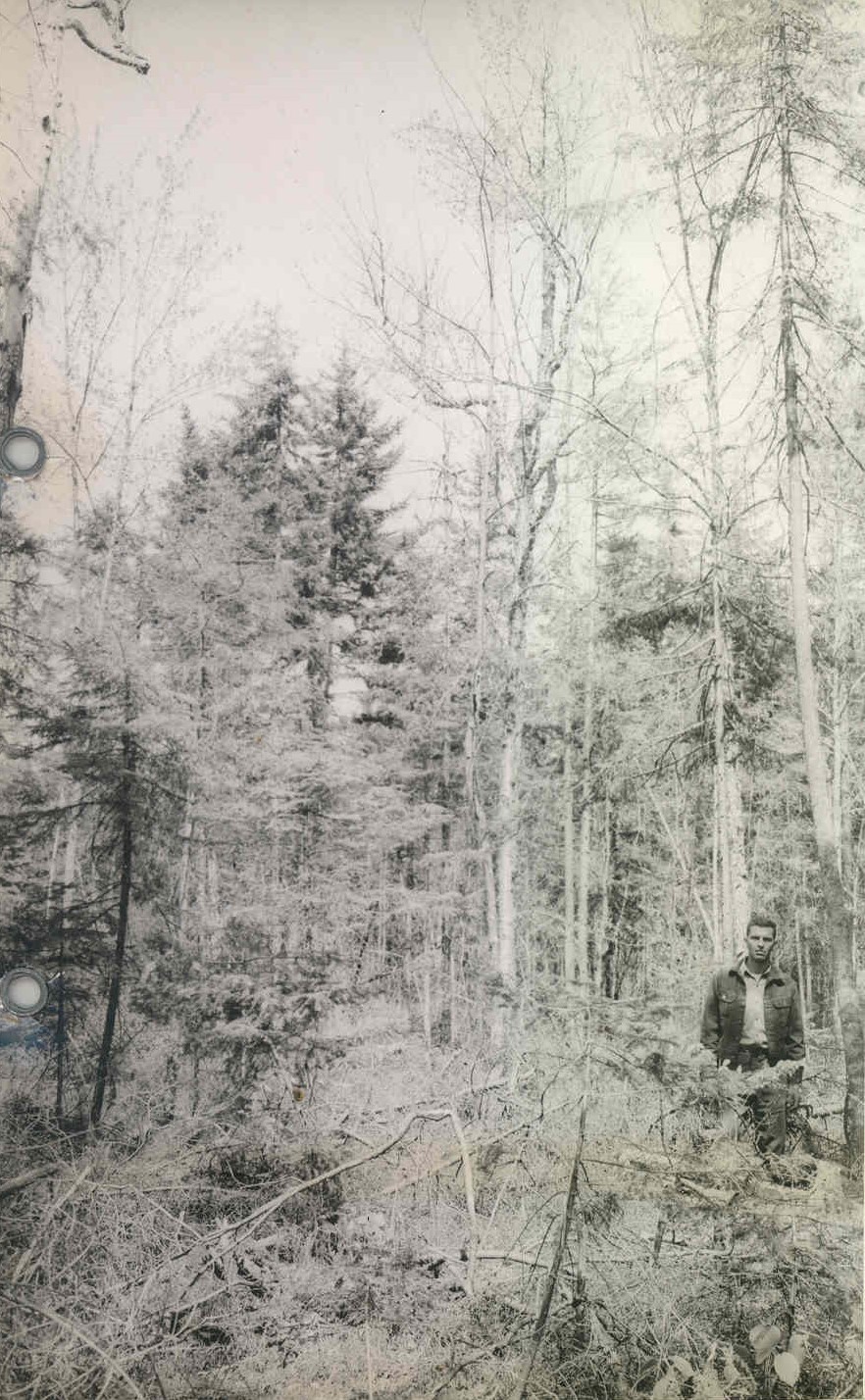 The stand after pulpwood was cut. There were a few hardwoods, but only on the higher ground. The stand after pulpwood was cut. There were a few hardwoods, but only on the higher ground.