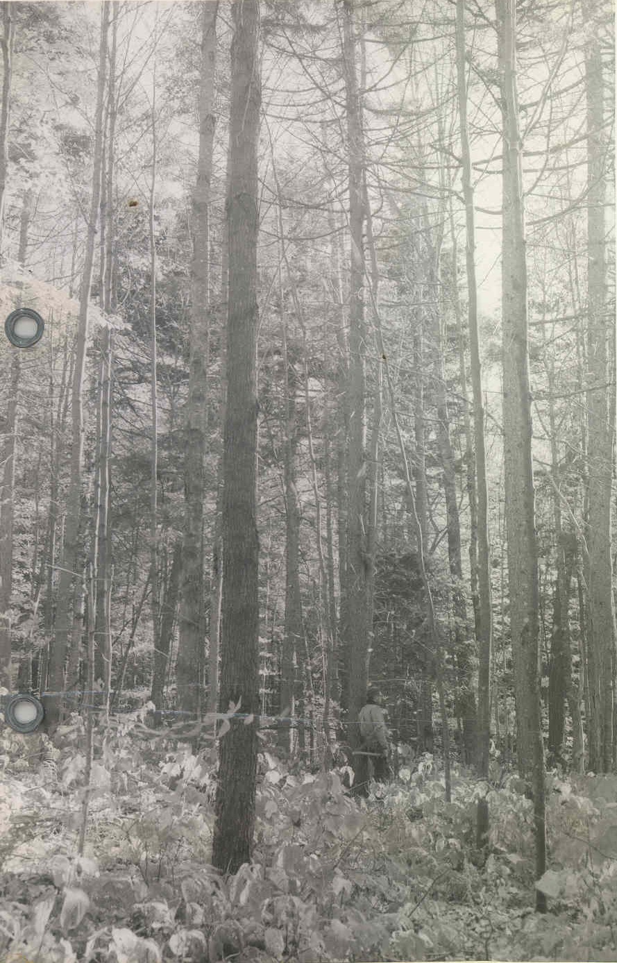 The compartment also contains smaller trees where only a few trees will be cut. These red maples and red spruce developed after a heavy softwood cut 40-50 years ago.