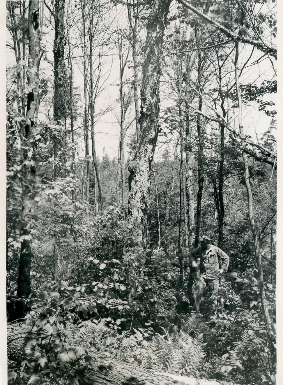 After cutting; taken N10E from point N20E 0.2 chains of stake 64-29. Softwood compt.