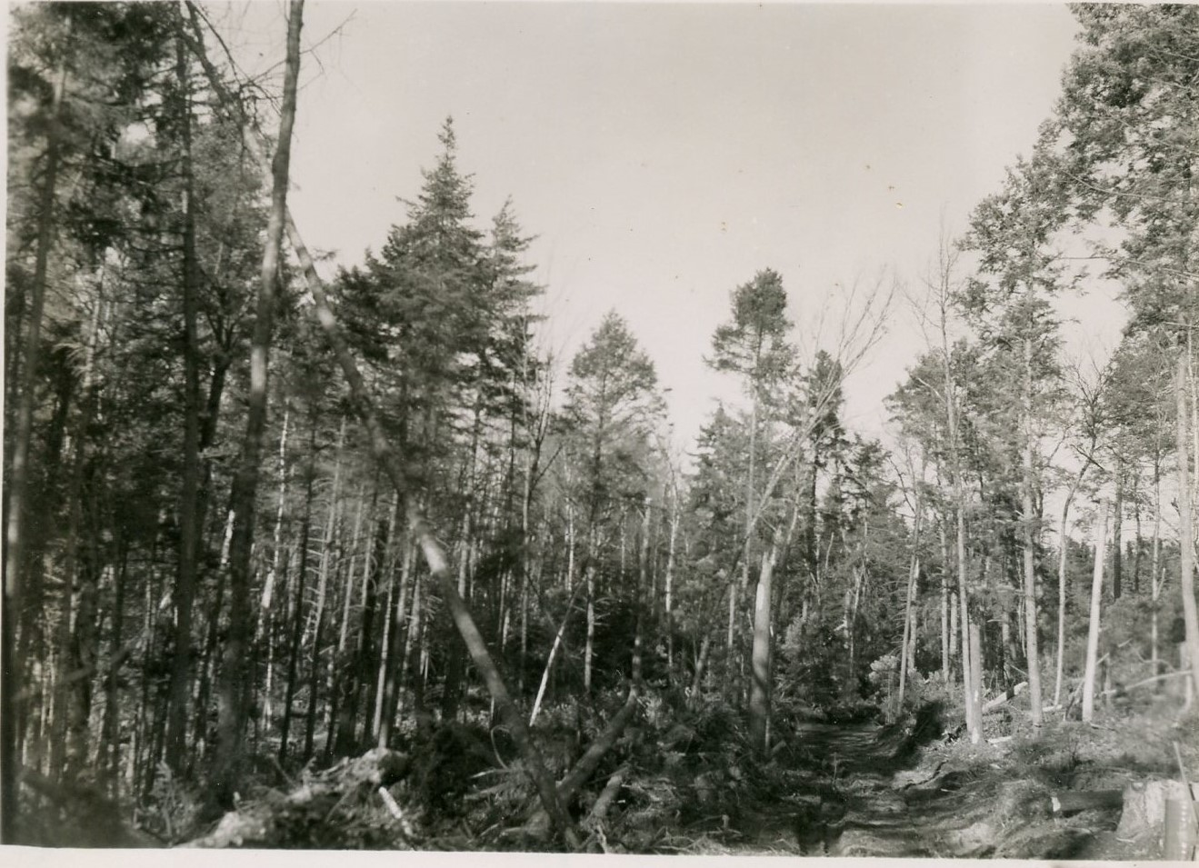 View of compartment 25 after the sawtimber was cut, but before the pulp cut. Most trees in center and right are hemlock. Removal cut of shelterwood (initial cut in old growth stand).