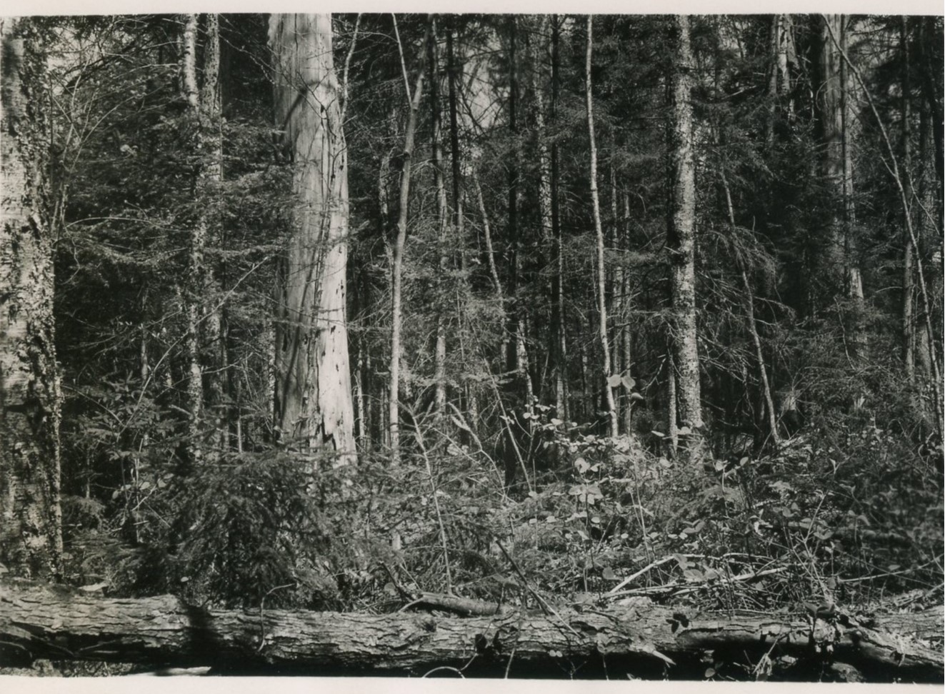 Taken due N from a point about 30 feet south of plot stake 31-60. Stand before cutting, but after 1953 poisoning.
