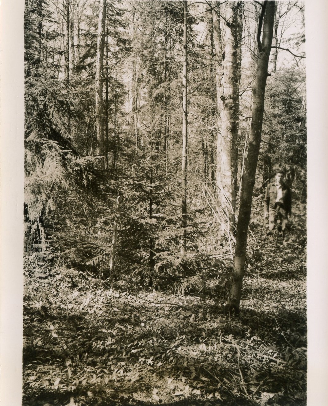 Taken N15E from a point about 20 feet south of plot stake 33-58. G. Lavoy in photo.