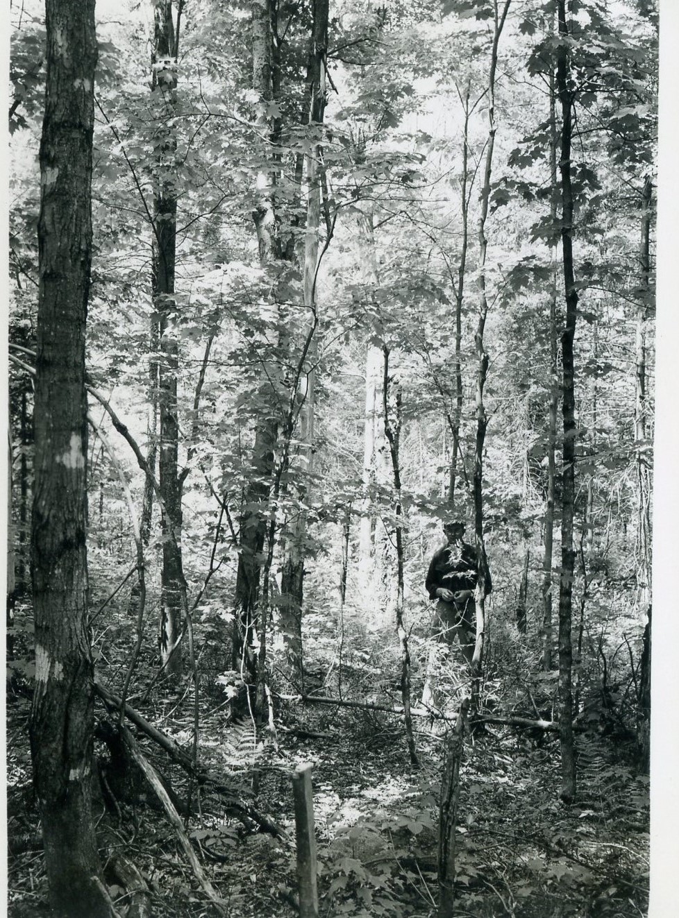 Taken north from a point about 10 feet south of plot stake 33-54. D. Vander Poel in photo. Residual Stand photo #356.