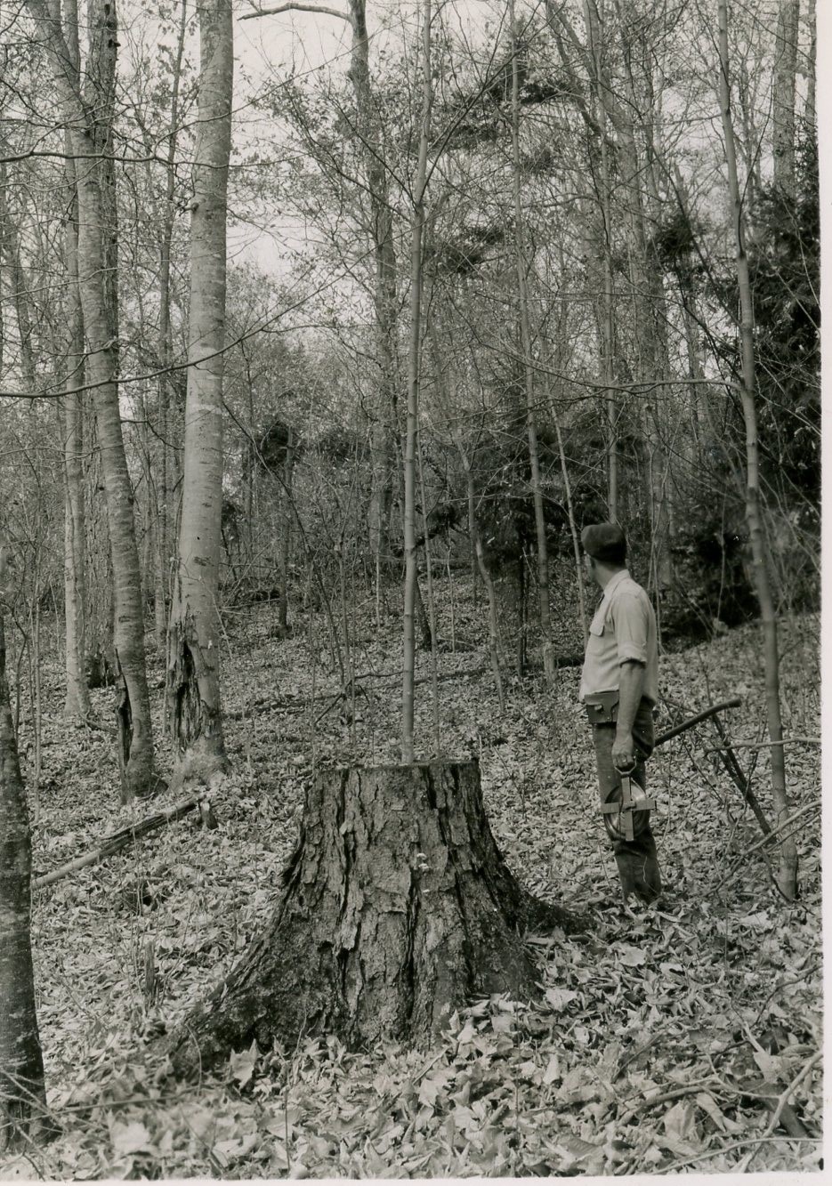 Taken nine years after harvest. Taken N25W from a point about 1.57 chains N49E of stake 34-47.