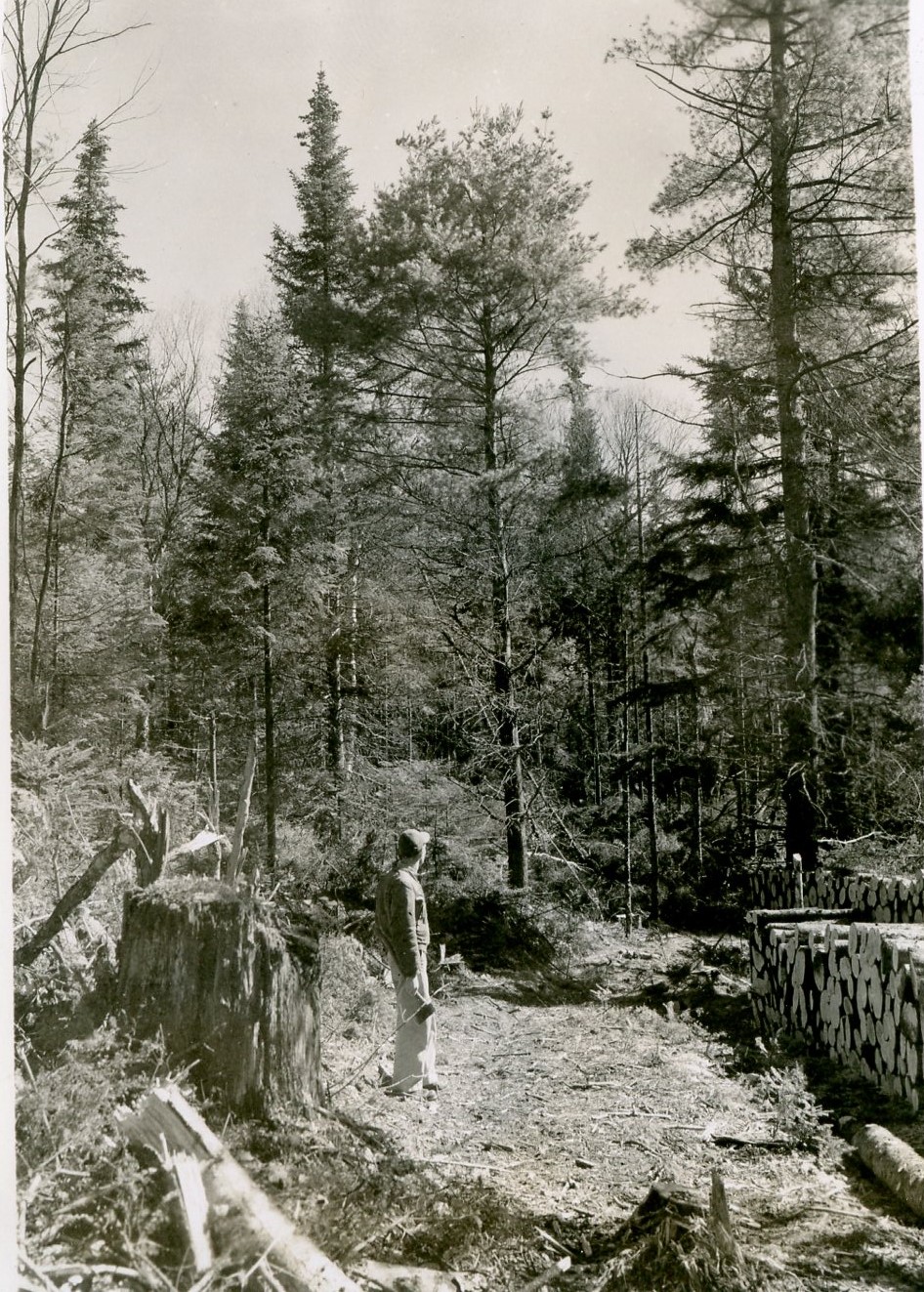 Taken east at approximate location shown on map in compartment journal. After 1956 cutting on east edge of the 1954 area of heavy blowdown. Large stump is from 1900 softwood cut.