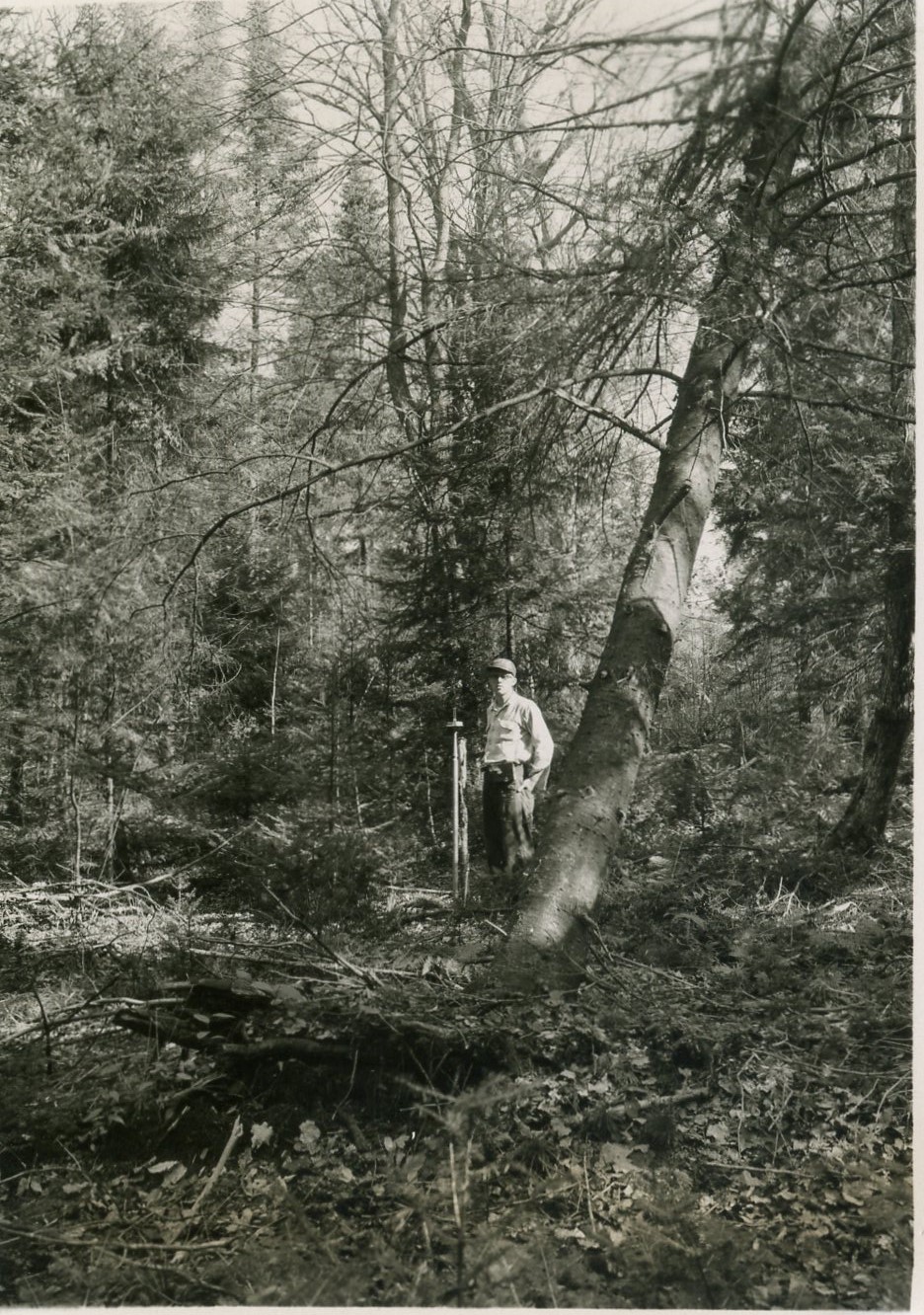 Taken toward stake from point S41W, 0.54 chains from stake 45-7. Most of hardwoods have been poisoned to release fir. A. Misura in photo.