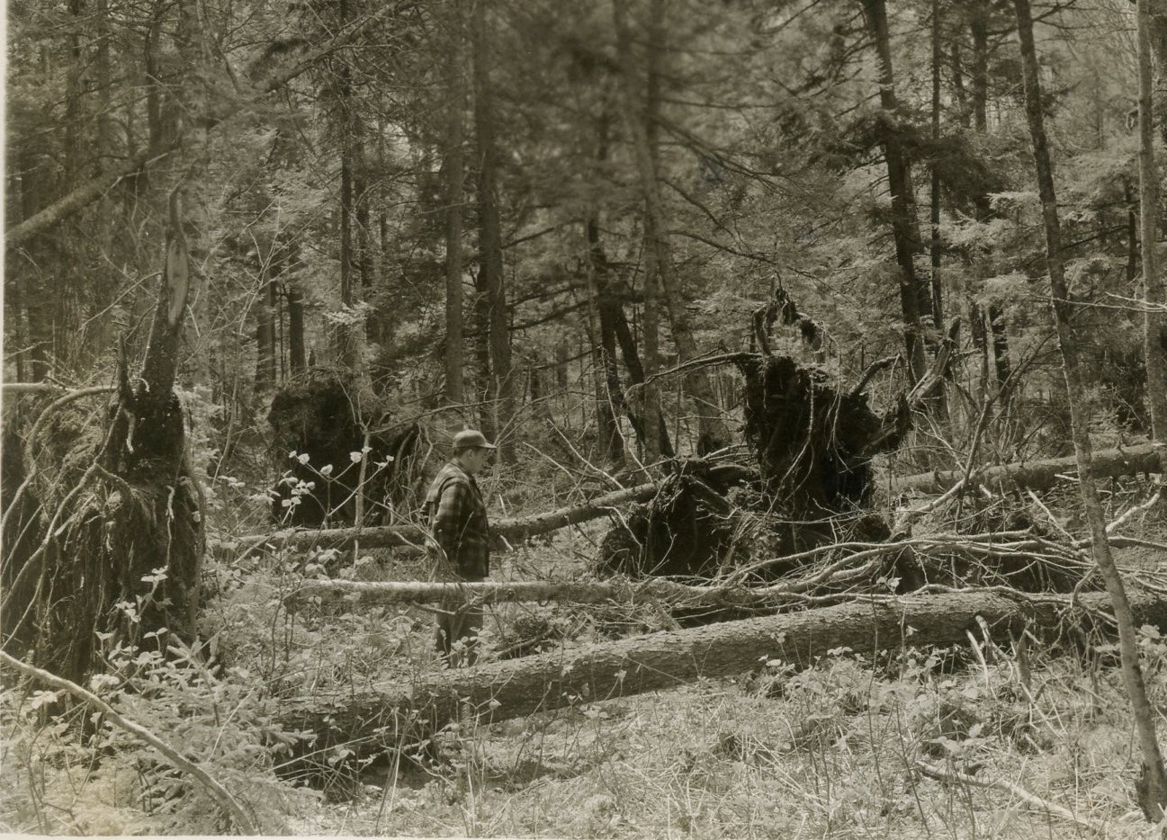 Image taken at coordinates 92-20; direction S80W; distance 96 ft; with a bearing of 59W. Extreme blowdown.