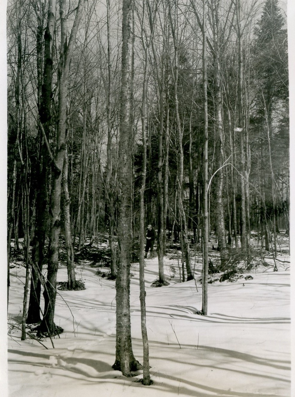 Pole size yellow birch and hard maple overstory with favorable spruce reproduction of 1 inch to 3 feet in height. Seen in background of photo. Photo taken facing N20E from a point 0.44 chains S60E of stake 88-19.