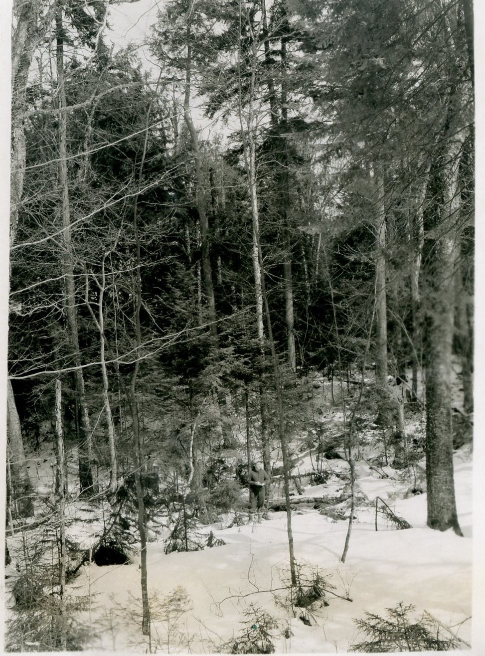 Spruce-fir-yellow birch-hemlock overstory with spruce-fir understory. Photo is taken into stream gully. Taken facing N40E from a point .24 chains N4E of stake 88-18.