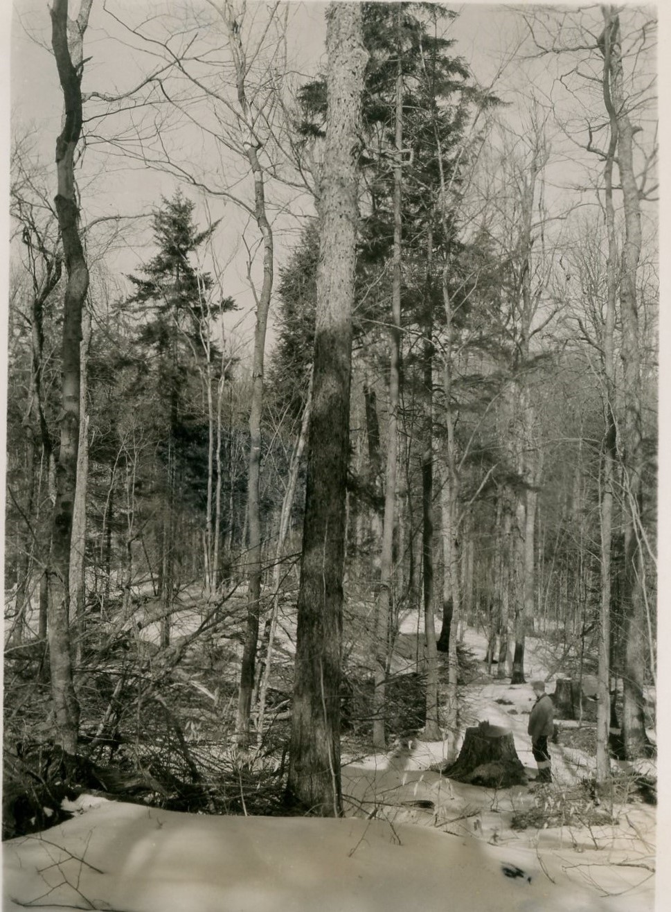 Spruce-yellow birch forest residual stand photo of initial stand photo 327. Taken facing N45W 0.25 chains S70W from stake 78-17. Same photo area as number 327 May 1956 before cutting. Snow depth 3-4 inches.
