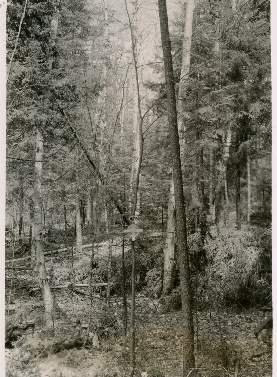 Taken N60E from point 0.52 chains N51W of stake 83-20. Paper birch overstory over softwoods. Taken N60E from point 0.52 chains N51W of stake 83-20. Paper birch overstory over softwoods.