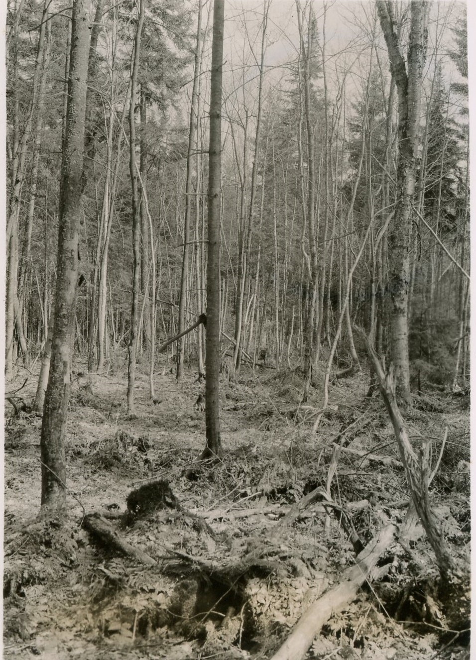 Taken S45E from a point 0.34 chains S19W of stake 85-21. Taken S45E from a point 0.34 chains S19W of stake 85-21.