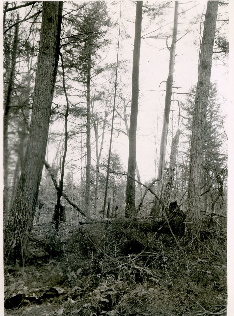 Residual stand photo of hemlock stand, initial stand photo is number 384. Taken facing N39E from a point 0.68 chains S39W of stake 75-17.