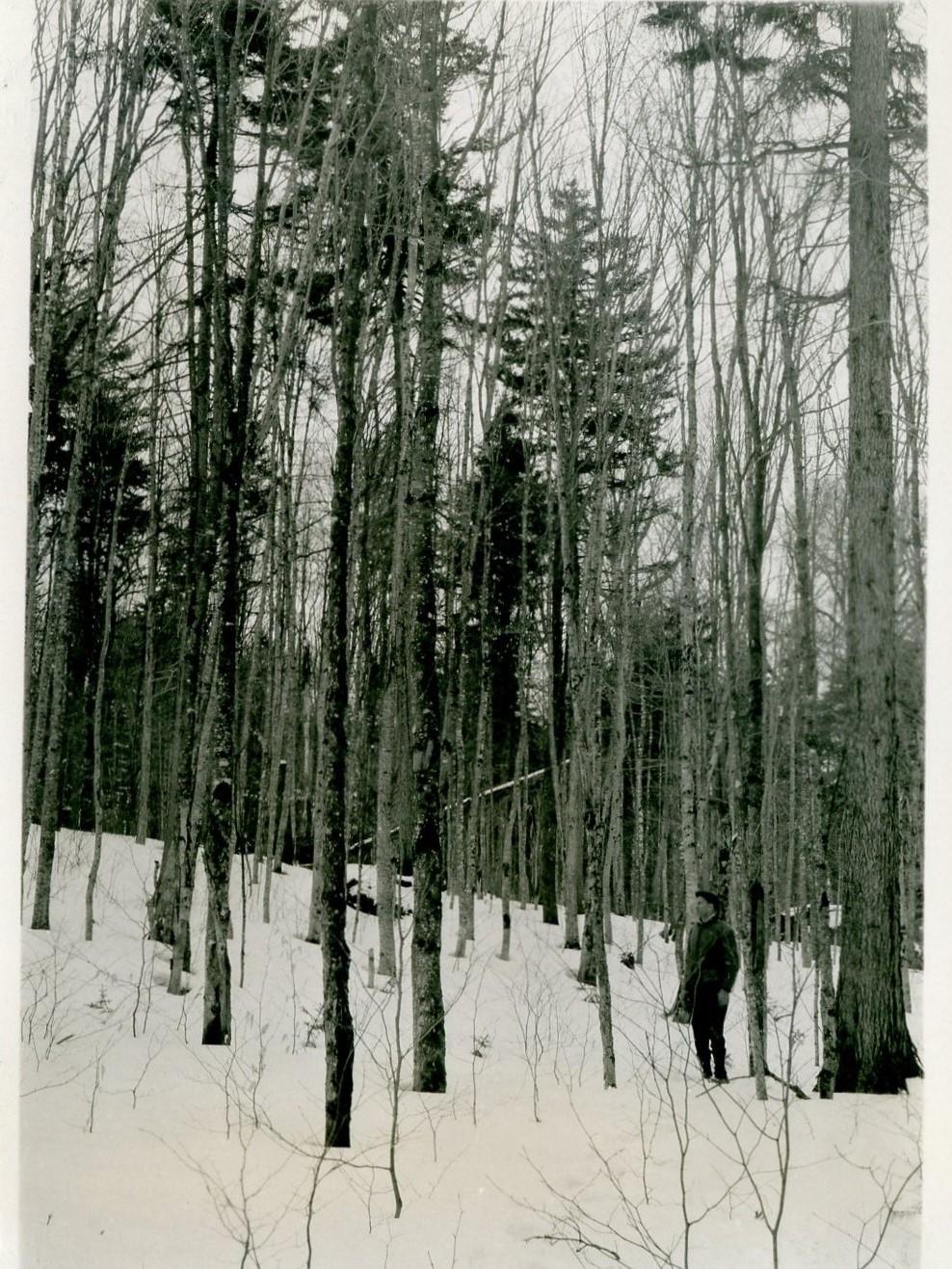 Northern hardwood initial stand photo. Taken facing S65W 0.96 chains S78W from stake 78-22. Pole sized yellow birch.