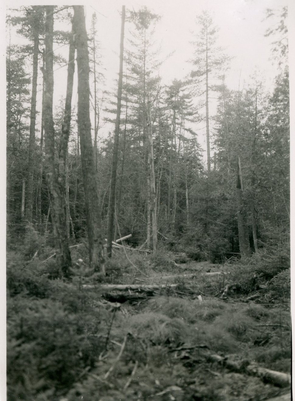 Conifer swamp residual stand photo with same view as photo PSEF_MU54_171. Taken facing S65W 0.08 chains N40W of stake 71-19.