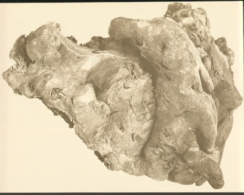 Polyporus farlowii from Schinus molle