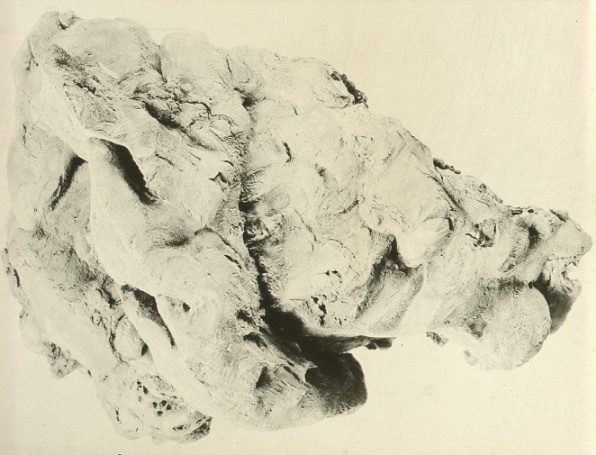 Polyporus farlowii from Schinus molle