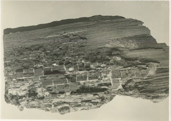 Decay of Juniper (longitudinal section)  caused by Poria ferox