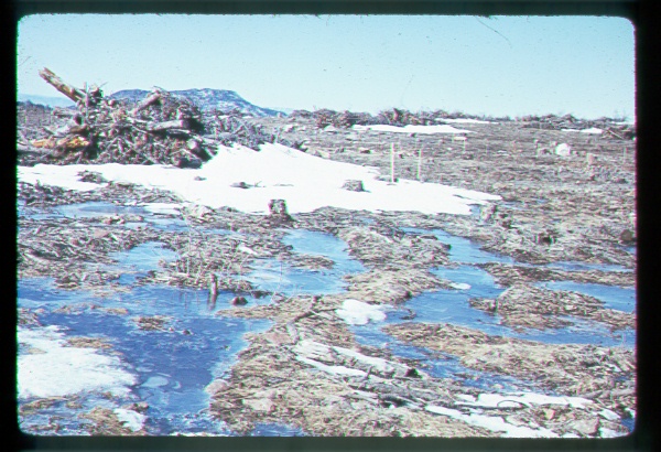 Spring Runoff on Beaver Creek, Arizona