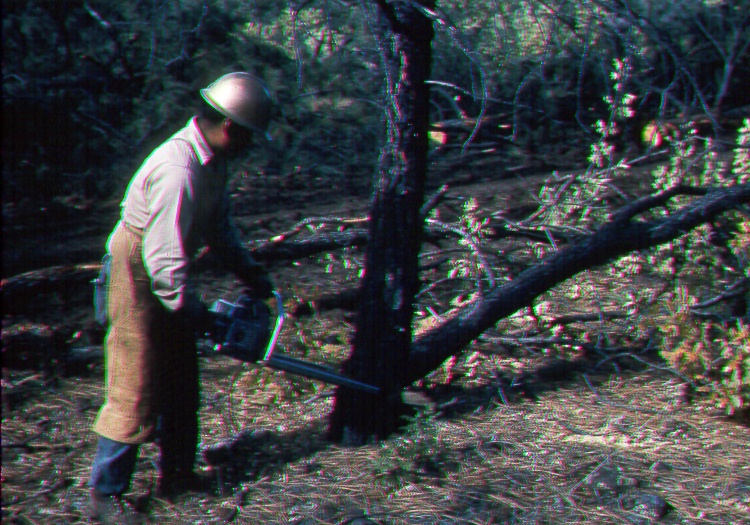 Tree Cutting on Beaver Creek, Arizona