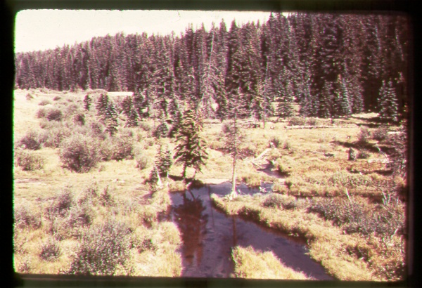 View of White Mountain Riparian