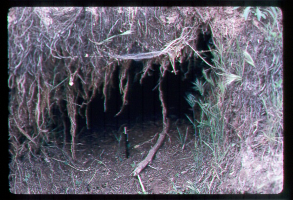 Beaver Den in Arizona