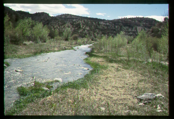 Riparian Area on the Navajo Reservation, Arizona