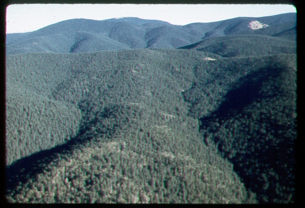 Dense stand of spruce on Mt Baldy