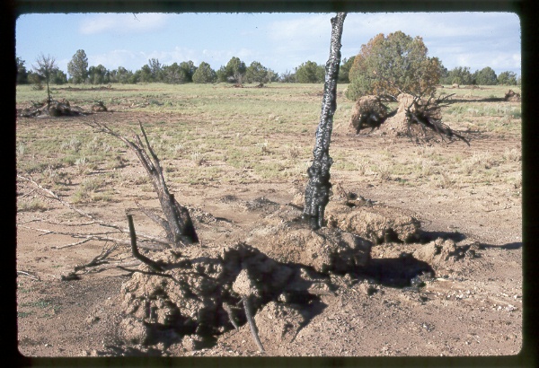 Muldoon Allotment Push and Burn Treatment, Arizona
