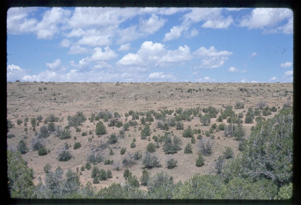 Bear Siding Juniper Push, Arizona