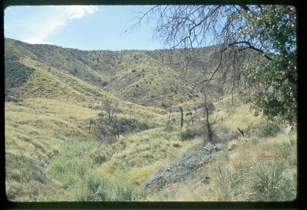 3 Bar C Herbicide Treatment, Arizona
