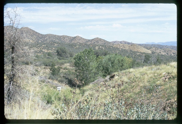 Riparian Area below Weir on 3 Bar C, Arizona