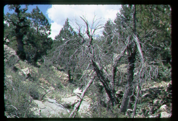 Untreated Chaparral, Arizona