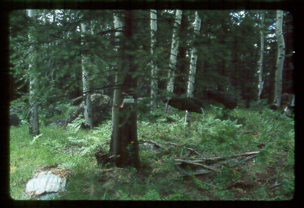 Bagged branches of Douglas Fir