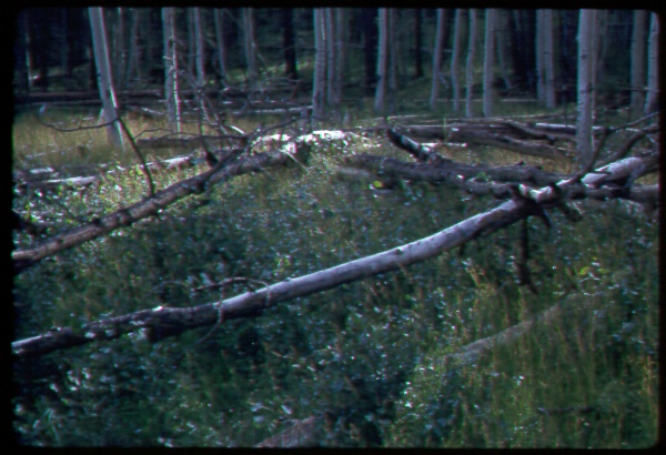 Thinned aspen stand showing resulting regeneration