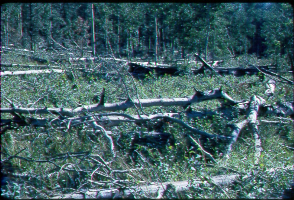 Production of aspen sprouts resulting from felling of old aspen