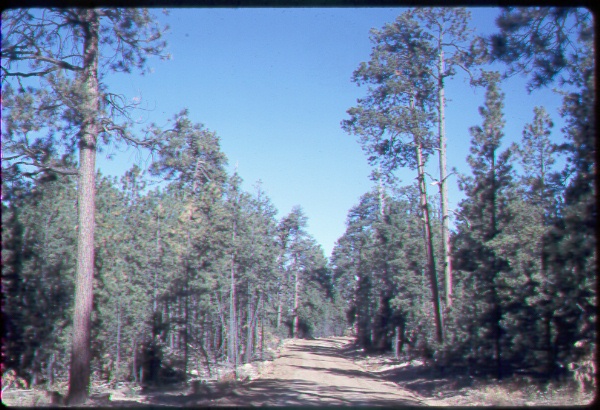 Uncut stand of ponderosa pine