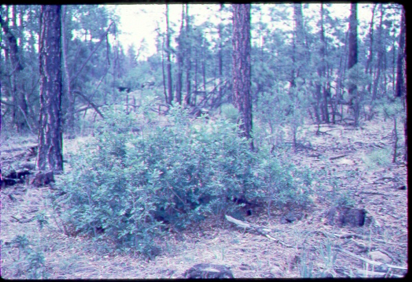 Gamble oak sprouts