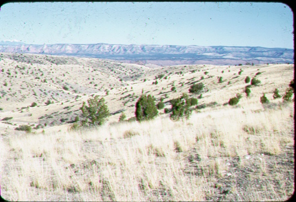 Rangeland where junipers are just beginning to invade the grassland