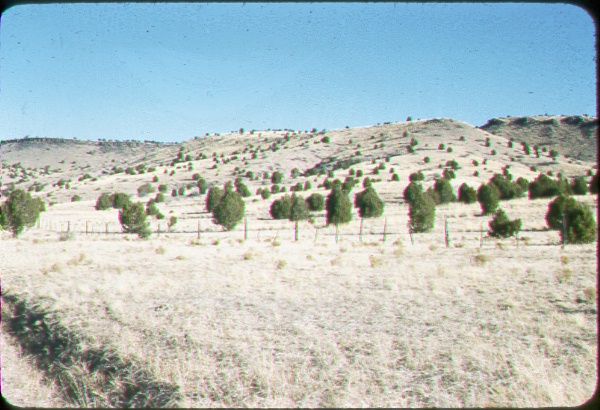 Rangeland where junipers are beginning to invade the grassland