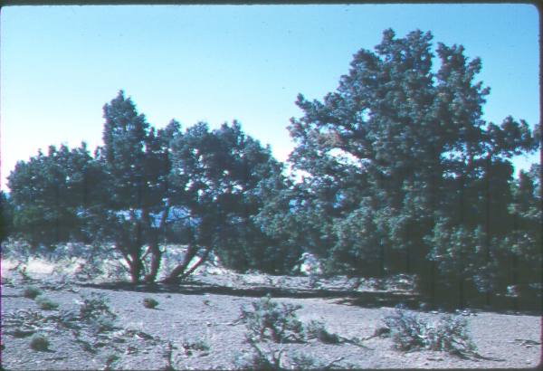 Preference shown by deer for individual juniper plants