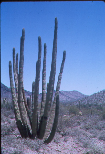 Organ pipe cactus