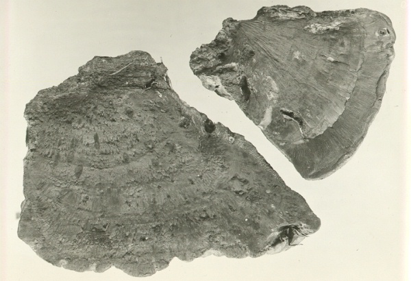 Two small, young sporophores with fibrous and non-granular context of Polyporus dryadeus collected  from Quercus texana