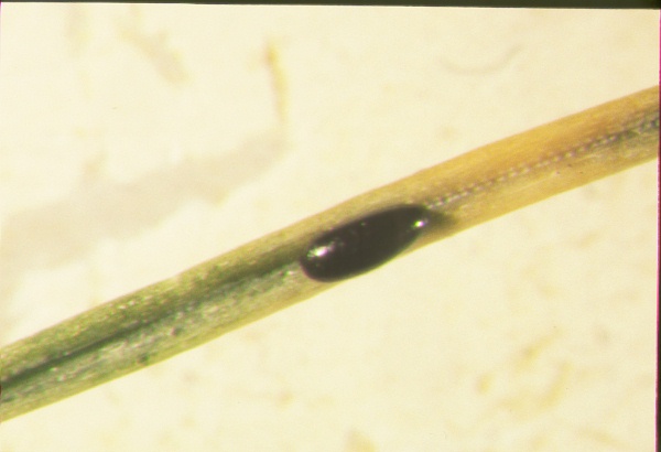 Egg on engelmann spruce needle