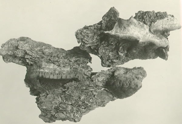 Polyporus cinnabarinus (front view) from Pinus edulis Polyporus cinnabarinus (front view) from Pinus edulis
