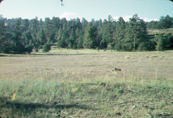 Low spot in the transition between ponderosa pine and juniper