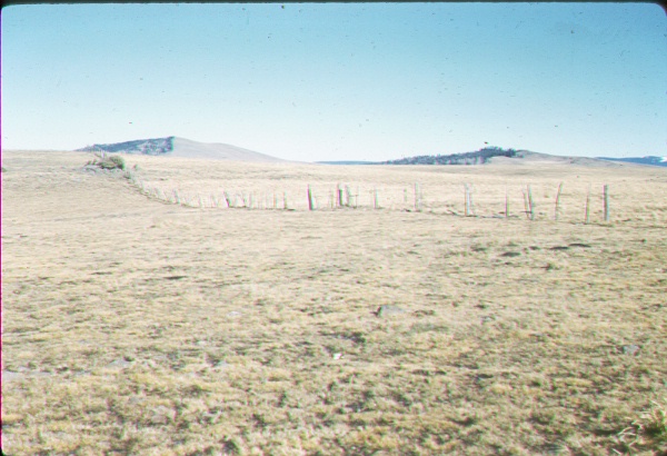 Difference in grass utilization in the bunch-grass type